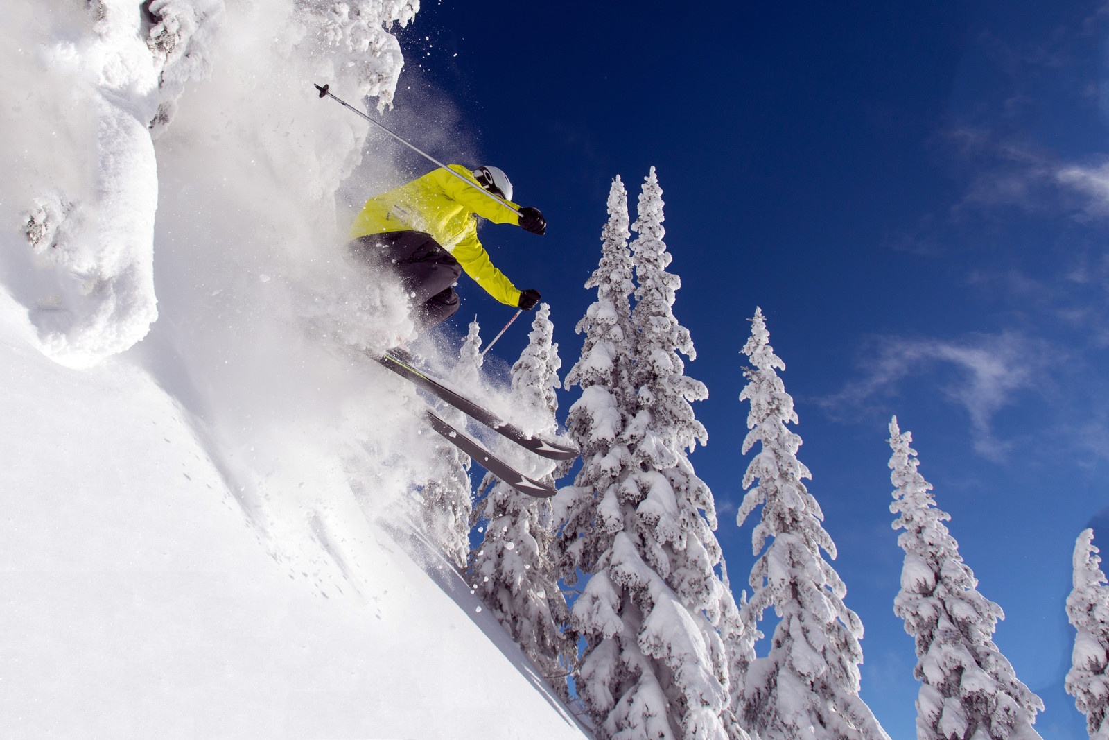 Generic bluebird jumping out of trees